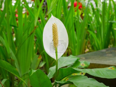 Téléchargez les photos : Photo rapprochée de spathiphyllum kochii ou fleurs de lis de paix infestées d'insectes - en image libre de droit