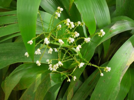 Téléchargez les photos : Xiphidium caeruleum fleur de plante, à savoir Angel Fan Flower, vient du Mexique, Amérique du Nord. En Guyane, cette plante est utilisée pour guérir les infections de vers qui causent des jambes tordues - en image libre de droit