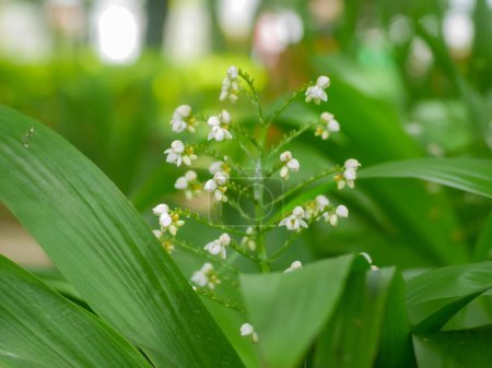 Téléchargez les photos : Xiphidium caeruleum fleur de plante, à savoir Angel Fan Flower, vient du Mexique, Amérique du Nord. En Guyane, cette plante est utilisée pour guérir les infections de vers qui causent des jambes tordues - en image libre de droit