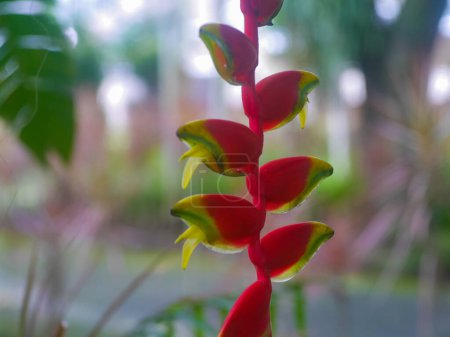 Photo for The flower of the heliconia plant which is able to absorb various pollutants such as carbon monoxide or motor vehicle exhaust and burning waste, thus playing a role in improving the environment - Royalty Free Image