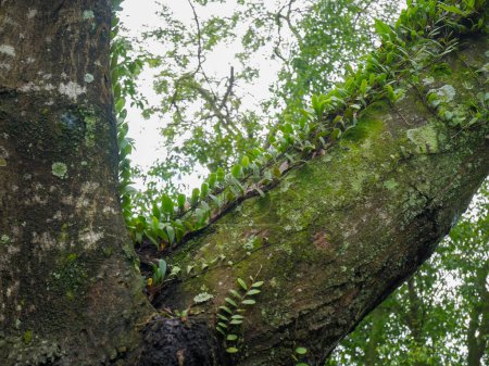 Téléchargez les photos : Vignes sur des branches d'arbres trempées de pluie - en image libre de droit