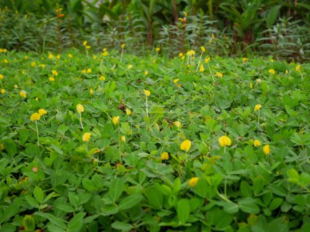 Téléchargez les photos : Arachide rampante de la famille des Fabaceae avec des fleurs jaunes. propager en pleine terre - en image libre de droit