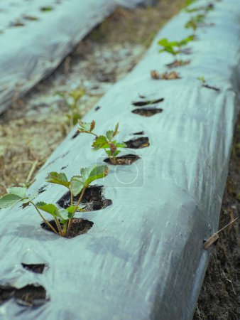 Téléchargez les photos : Jeunes pousses de plantes dans la pépinière poussent à partir de trous de couverture au sol en plastique - en image libre de droit