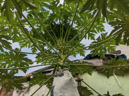 Téléchargez les photos : Les papayes aux feuilles denses et aux fruits non mûrs sont recouvertes de sacs pour prévenir les ravageurs - en image libre de droit