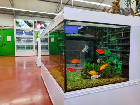 Photo for Surgeres, France - October 17, 2020:Aquariums and Fish Sale at a French Pet Store - Royalty Free Image