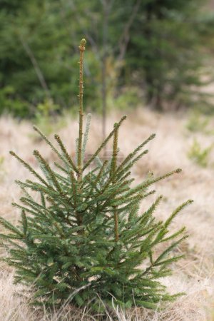 Téléchargez les photos : Seedlings of spruce on tree nursery farm. Little coniferous fir-trees in the forest. Reforestation in Ukraine. - en image libre de droit