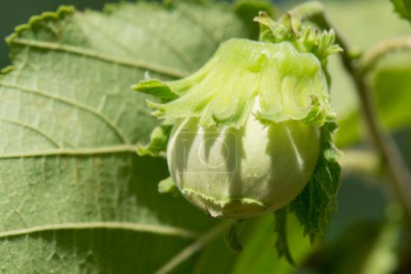 Photo for Young hazelnut on a branch. Wild cobnuts - Royalty Free Image
