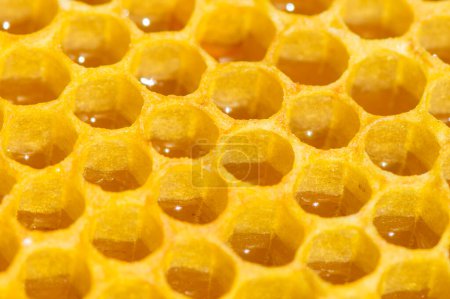 Photo for Bee honeycomb with fresh honey. Close up photo, macro. - Royalty Free Image