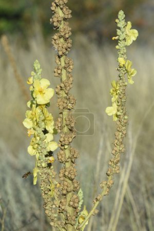 Photo for Blossom Mullein or Bears Ear (Verbascum), medical herbaceous plant. - Royalty Free Image