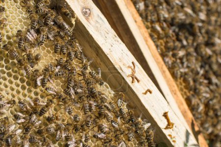 Photo for Honey frame with bees close up. World beekeeper's day. - Royalty Free Image