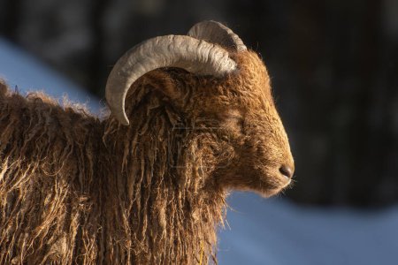 Portrait of male pygmy sheep, close up photo. Most Ouessant sheeps are black or dark brown in color wool.