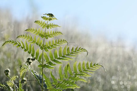 Young fern (Pteridium aquilinum) leaves in the forest. Beautiful morning light. Blurred background.