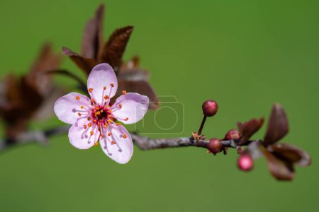Une fleur de prune décorative (Prunus cerasifera) de la variété Pissardii. Floraison d'arbres fruitiers au printemps. Macro photo.