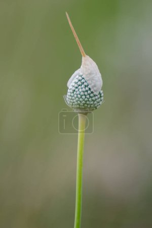 Les oignons sauvages fleurissent, l'inflorescence. Fleurs sauvages au printemps. L'oignon rond (Allium sphaerocephalon) est une plante bulbeuse vivace.