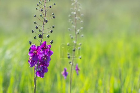 Wild plants are blooming, inflorescence. Flowers of purple mullein (Verbascum phoeniceum) in meadow.