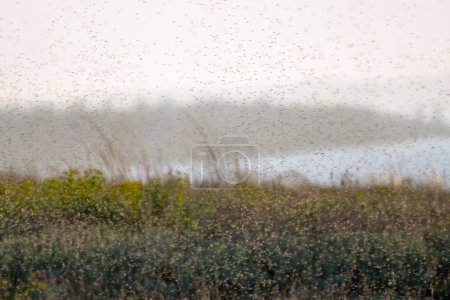 Ein Schwarm Mücken und Mücken in der Luft über dem Sumpf. Chironomidae-Mücke, bekannt als Chironomidae oder nicht beißende Mücken