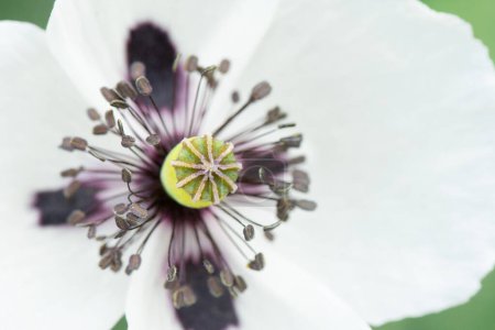 Fleur de pavot aux pétales blancs, étamines. Macro photo.