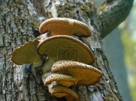 A group of cap mushrooms on a tree. Oyster fungus.