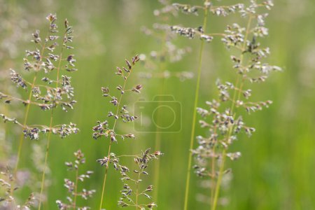 Background from wild grasses. Pastures and meadows.