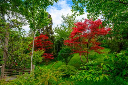Téléchargez les photos : Beaux arbres et fleurs dans le jardin japonais du zoo de Budapest en Hongrie. Printemps vert paysage - en image libre de droit
