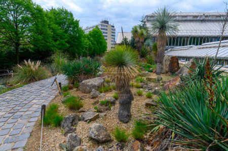 Foto de Grupo de cactus y plantas suculentas, decoradas como un concepto de mini jardín en el Zoológico de Budapest - Imagen libre de derechos