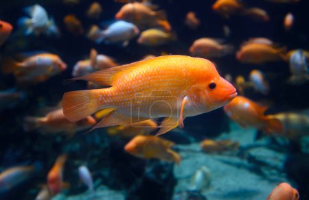 Foto de Diversity of tropical fish in exotic decorative aquarium. View of Amphilophus citrinellus fish - Imagen libre de derechos