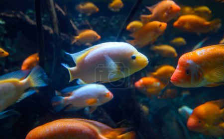 Photo for Diversity of tropical fish in exotic decorative aquarium. View of Amphilophus citrinellus fish - Royalty Free Image