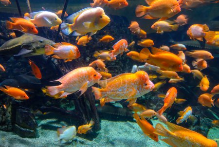 Foto de Diversity of tropical fish in exotic decorative aquarium. View of Amphilophus citrinellus fish - Imagen libre de derechos