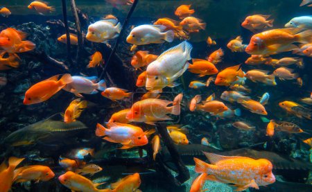 Téléchargez les photos : Diversity of tropical fish in exotic decorative aquarium. View of Amphilophus citrinellus fish - en image libre de droit