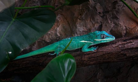 Foto de Green basilisk (Basiliscus plumifrons) or lizard helmet-bearing Basilisk. Close up view - Imagen libre de derechos