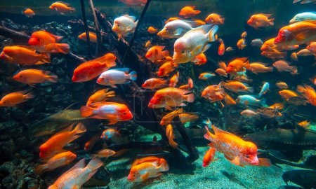 Foto de Diversidad de peces tropicales en acuario decorativo exótico. Vista del pez Amphilophus citrinellus - Imagen libre de derechos
