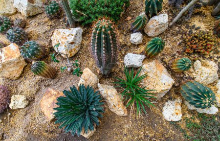 Foto de Group of cactus and succulent plants, decorated as a mini garden concept in Budapest Zoo - Imagen libre de derechos