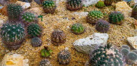 Photo for Group of cactus and succulent plants, decorated as a mini garden concept in Budapest Zoo - Royalty Free Image
