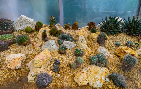 Foto de Group of cactus and succulent plants, decorated as a mini garden concept in Budapest Zoo - Imagen libre de derechos
