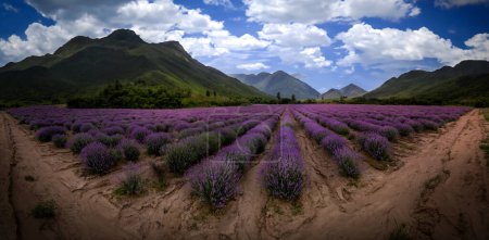 Foto de Panorama de campo de lavanda frente a las montañas con arbustos púrpuras florecientes cultivados con fines cosméticos. - Imagen libre de derechos