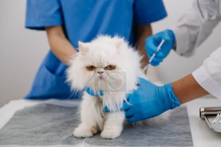 Tierärzte untersuchen süße weiße Katze im Krankenhaus 