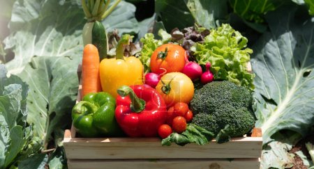 Téléchargez les photos : Caisse en bois remplie de légumes biologiques frais au soleil - en image libre de droit