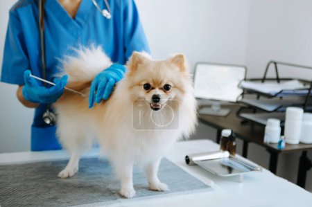 dog during appointment in veterinary clinic, woman doing injection 