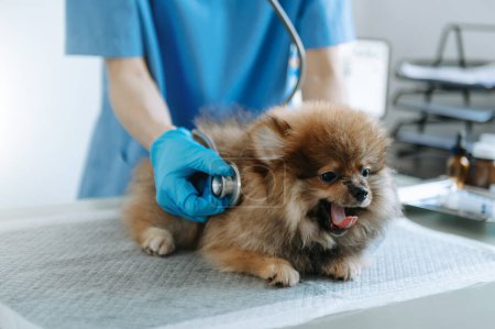 Hund beim Termin in Tierklinik, Mann hört Haustier mit Stethoskop zu