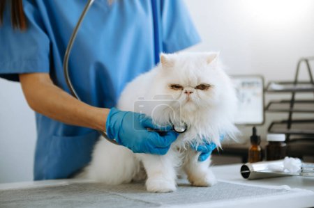 Female veterinary doctor using stethoscope to listen cute white cat  