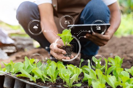 Téléchargez les photos : Woman hands gardening lettuce in farm  with growth process and chemical formula on green background. With visual icon - en image libre de droit