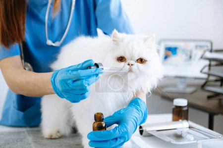 Médico veterinario mujer dando gotas de medicamento a un gato 