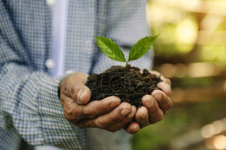 Téléchargez les photos : Old man hands grabbing earth with a plant.The concept of farming and business growth - en image libre de droit