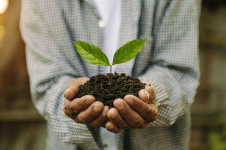 Photo for Old man hands grabbing earth with a plant.The concept of farming and business growth - Royalty Free Image