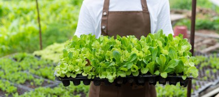 Téléchargez les photos : Farmer hands harvest fresh salad vegetables in hydroponic plant system farms in the greenhouse to market. - en image libre de droit