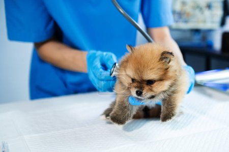 Téléchargez les photos : Vet listening Pomeranian dog with stethoscope in veterinary clinic in animal hospital - en image libre de droit
