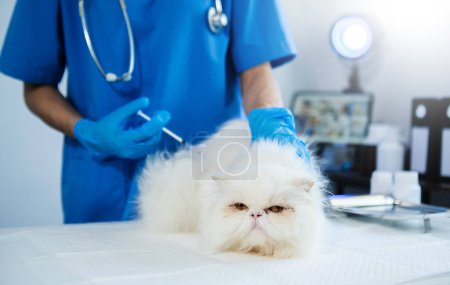 Photo for Veterinary for treating sick cat, Maintain animal health Concept, in animal hospital - Royalty Free Image
