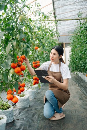 Photo for Farmer woman watching organic tomatoes using digital tablet in greenhouse, Farmers working in smart farming - Royalty Free Image