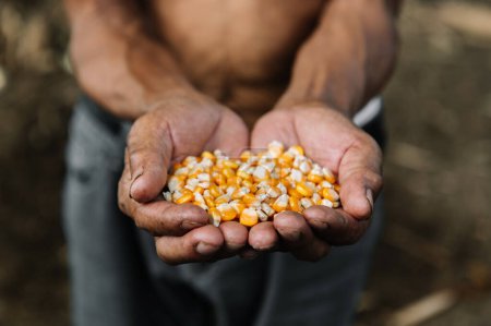 Téléchargez les photos : Yellow ripe corn grains in old man farmer hands with farm background for copy space industrial agriculture concept - en image libre de droit