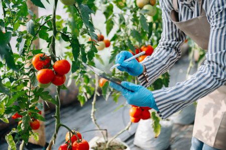 Foto de La agricultura utiliza tabletas de control de producción para monitorear verduras y tomates de calidad en invernadero. Agricultor inteligente que utiliza una tecnología para estudiar - Imagen libre de derechos